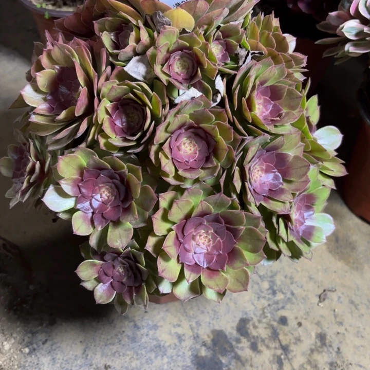 瑞妈，，。。。。。？873新版桃花石。