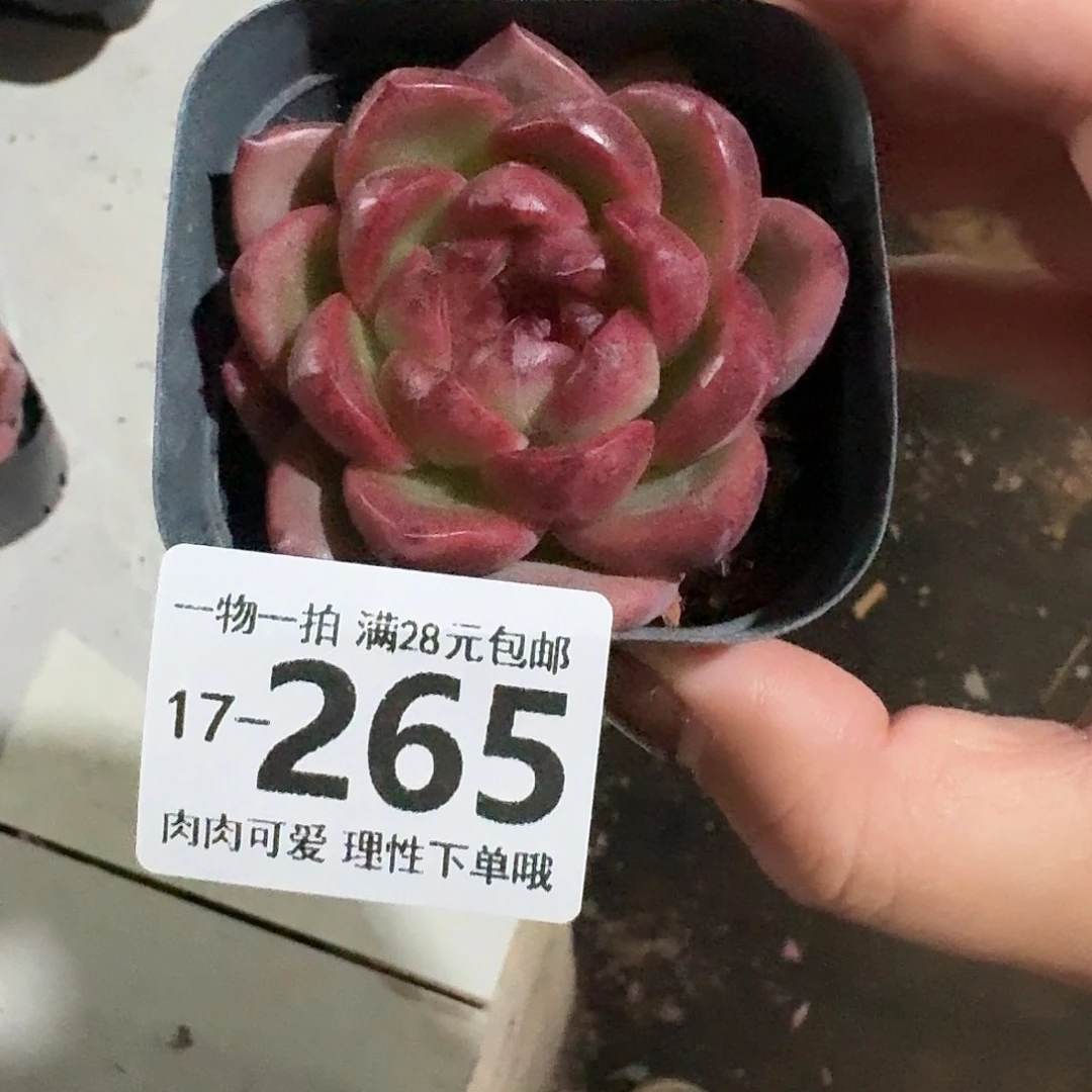 黑玫瑰无盆土发货无