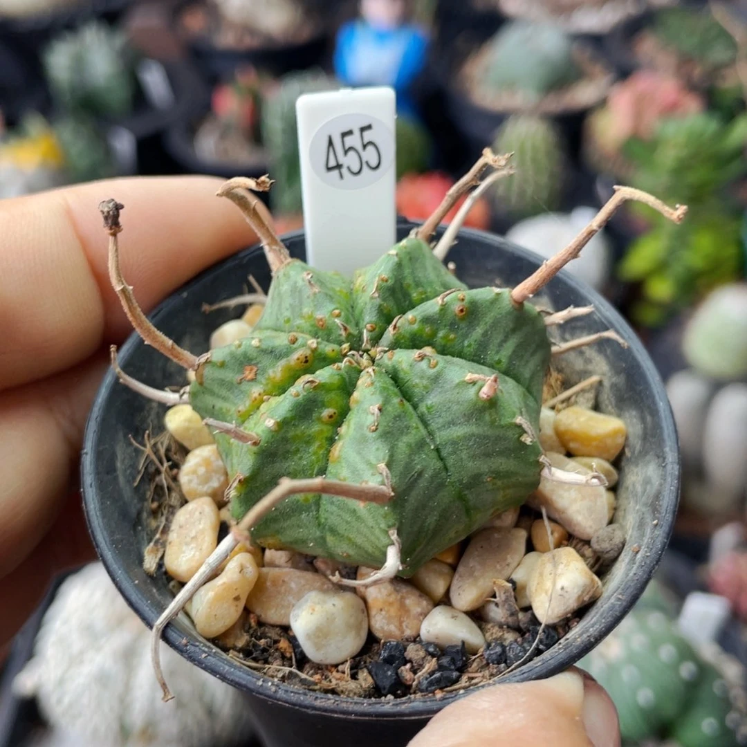 仙人球满28包邮盆口径5公分法丽达