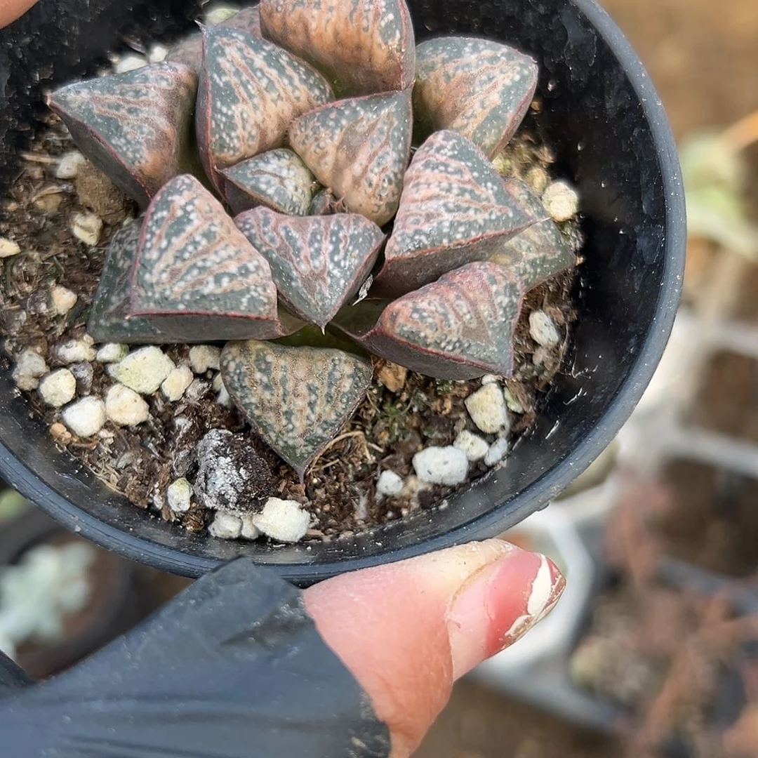 多肉植物花魁寿单头