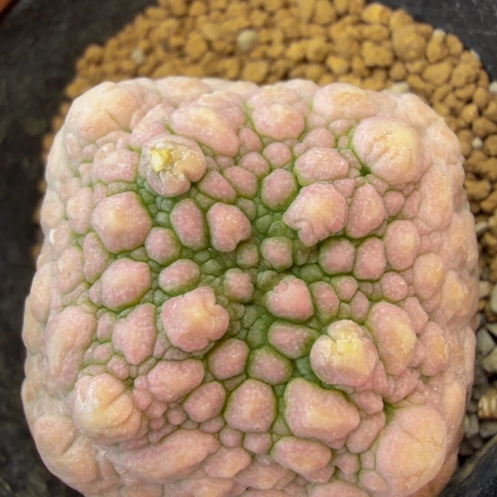 臭豆腐锦巨大型矮型