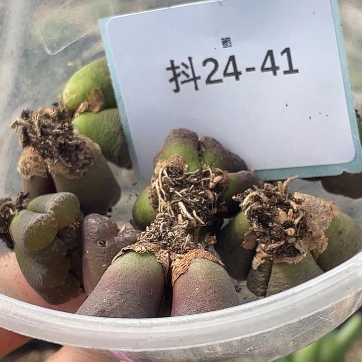 是***～24-41肉锥多肉植物