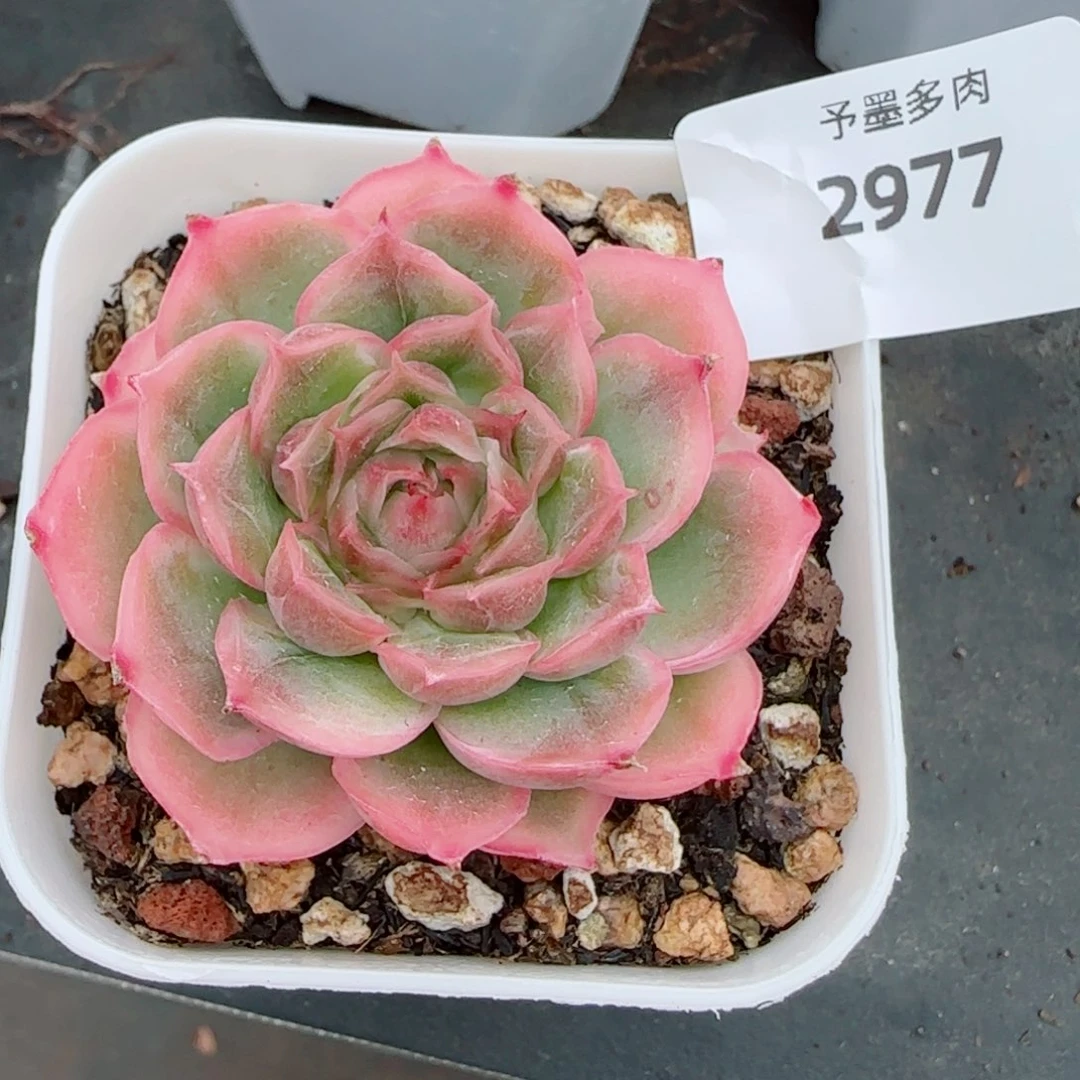 水晶虾饺，2977多肉植物