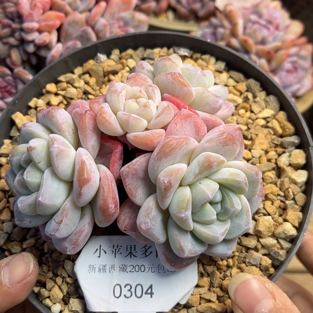 冰玉304/11cm5头多肉