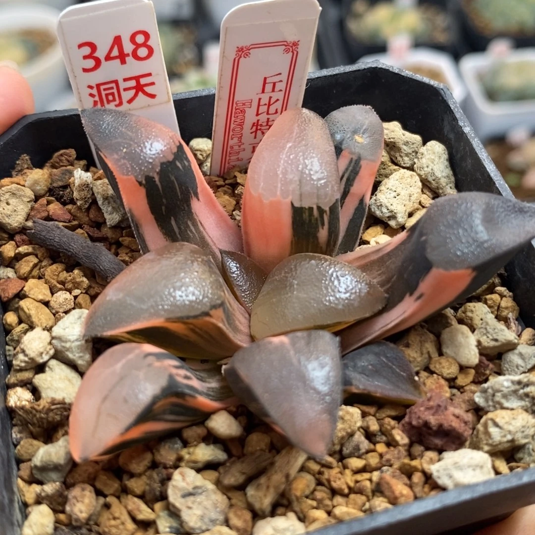 348丘比特锦一物一拍