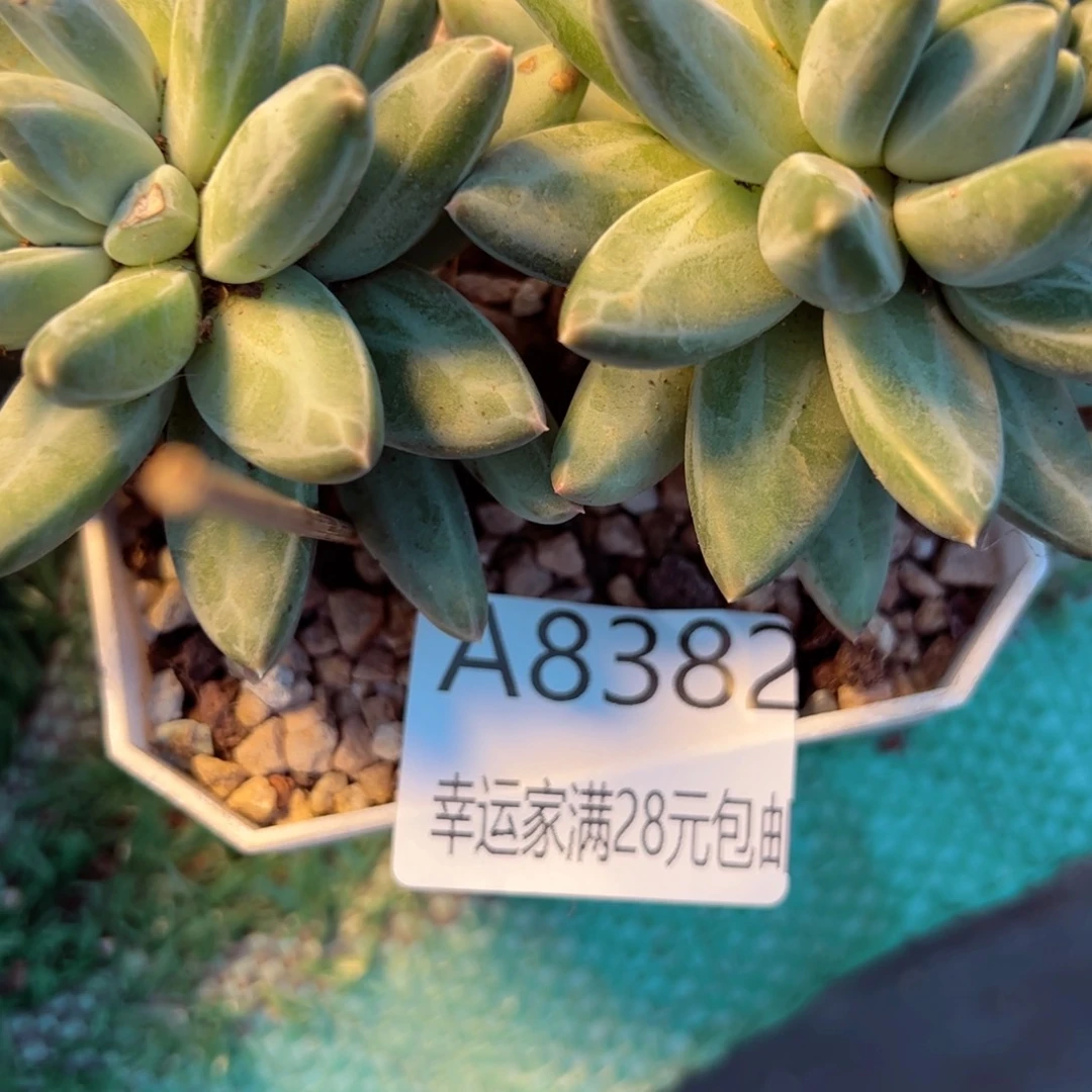 幸运的是我的朋友们