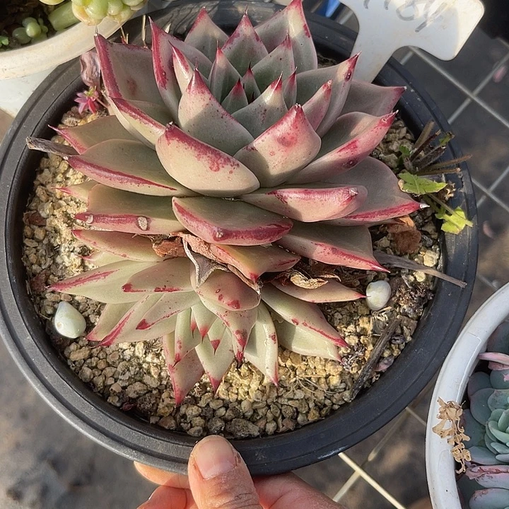 福利出肉，两单包邮184乌木