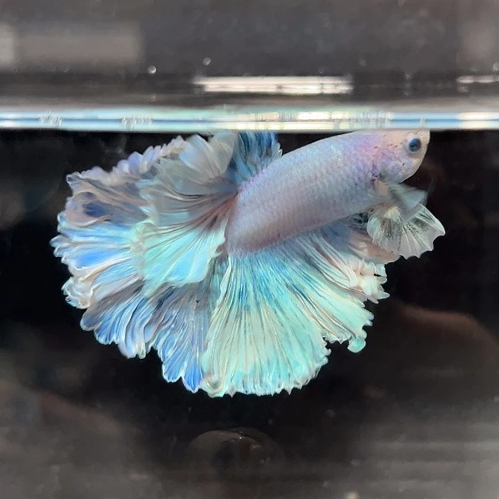 斗鱼63号清货低价，泰迪卷