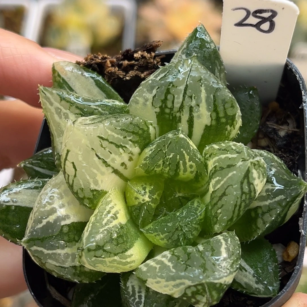 28宝莲灯玉露锦福利专场