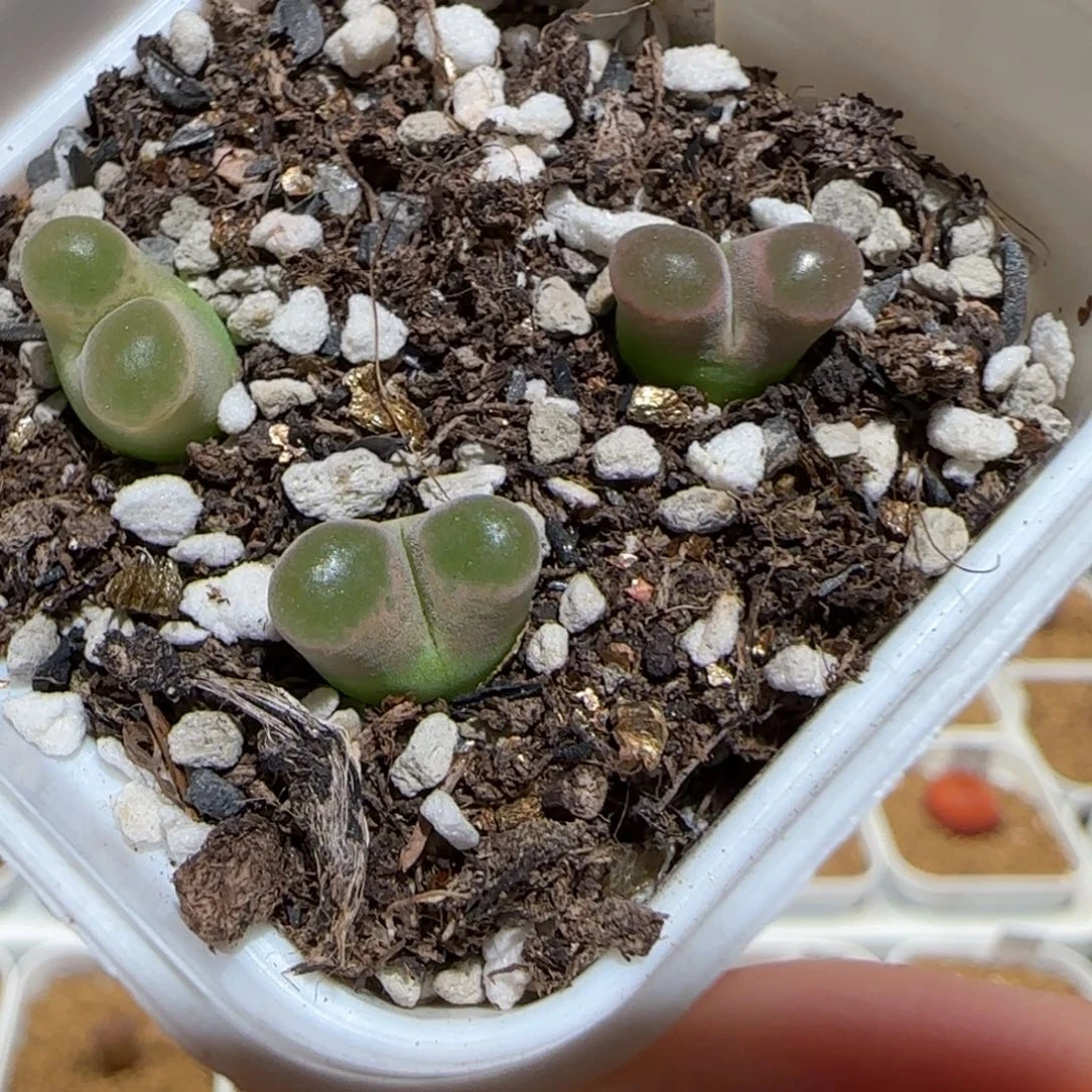 肉锥多肉植物好看-磁铁一盆1599