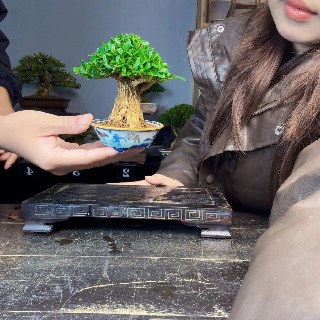 无花朵黄杨盆景一物一拍