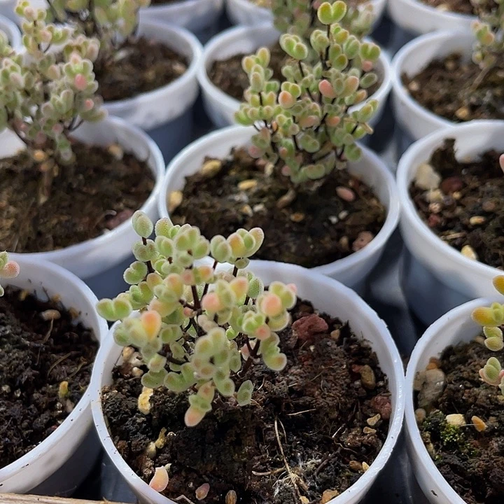 莱斯枝干2.8带盆土发