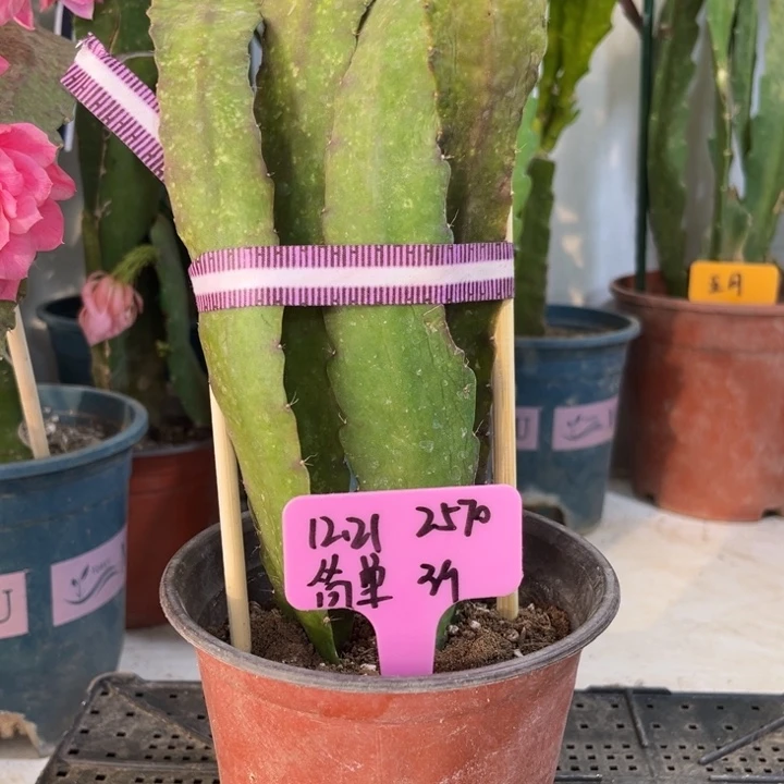 当前无花栽培后可以开花简***1小粉