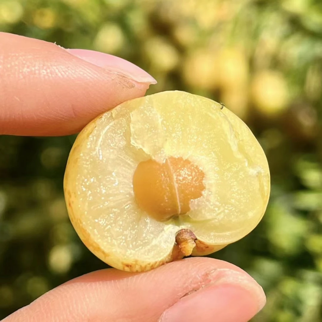 崩坎柿饼油甘 原味【微酸】回甘甜 新鲜采摘 生吃 煲汤 泡酒1斤装