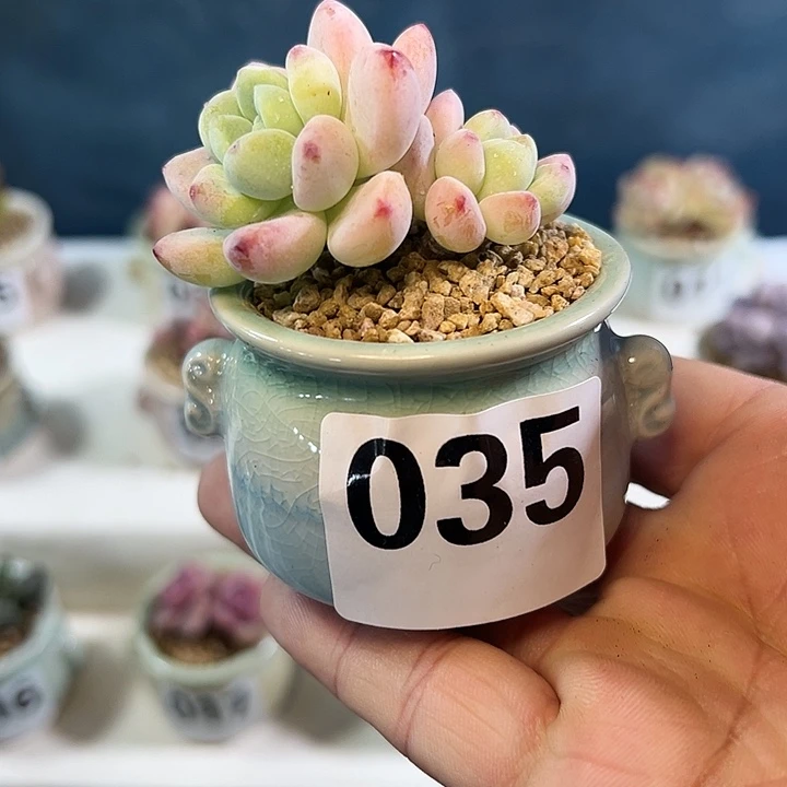 035双头劳尔 一物一拍