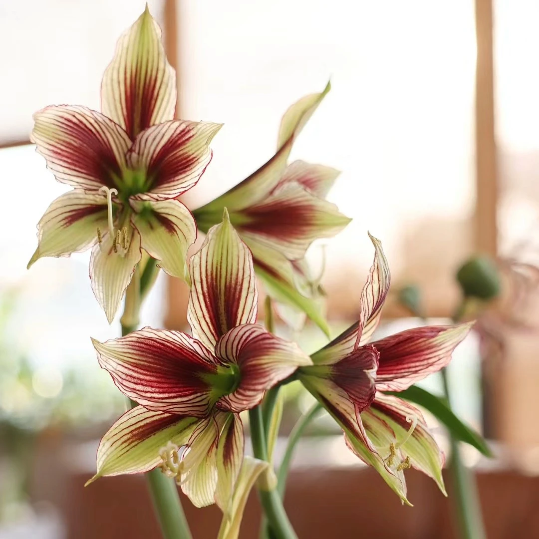 【凤蝶】对版基地球重瓣朱顶红盆栽地栽花卉送化肥