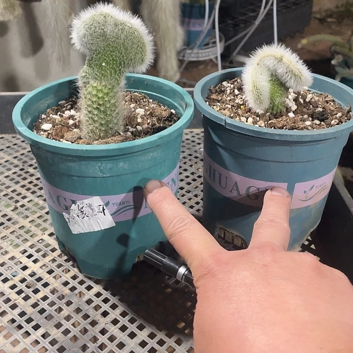 小***龙九尾狐嫁接缀化2个