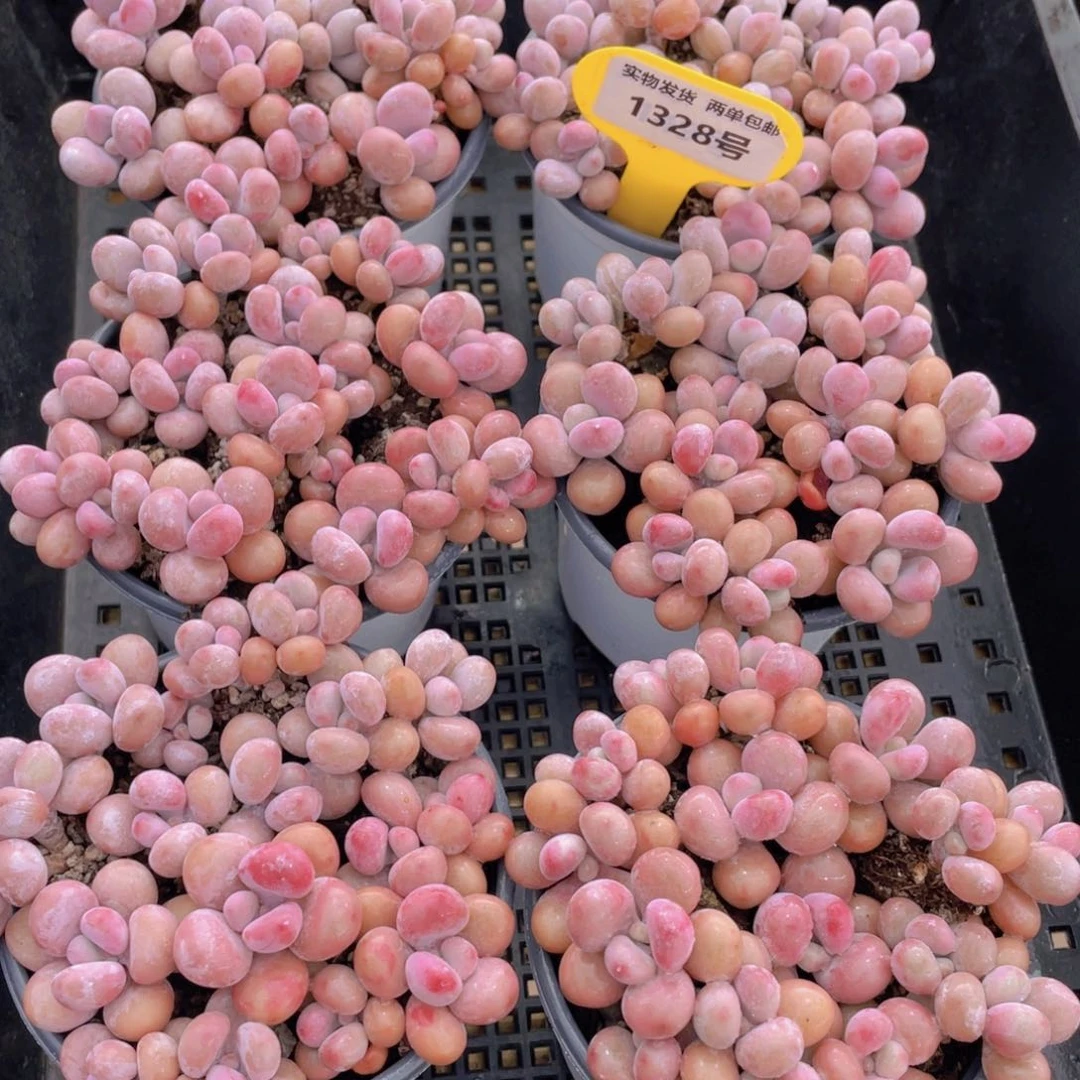 1328号 开播福利 丸叶水光针粉桃蛋老桩组合满满一盆