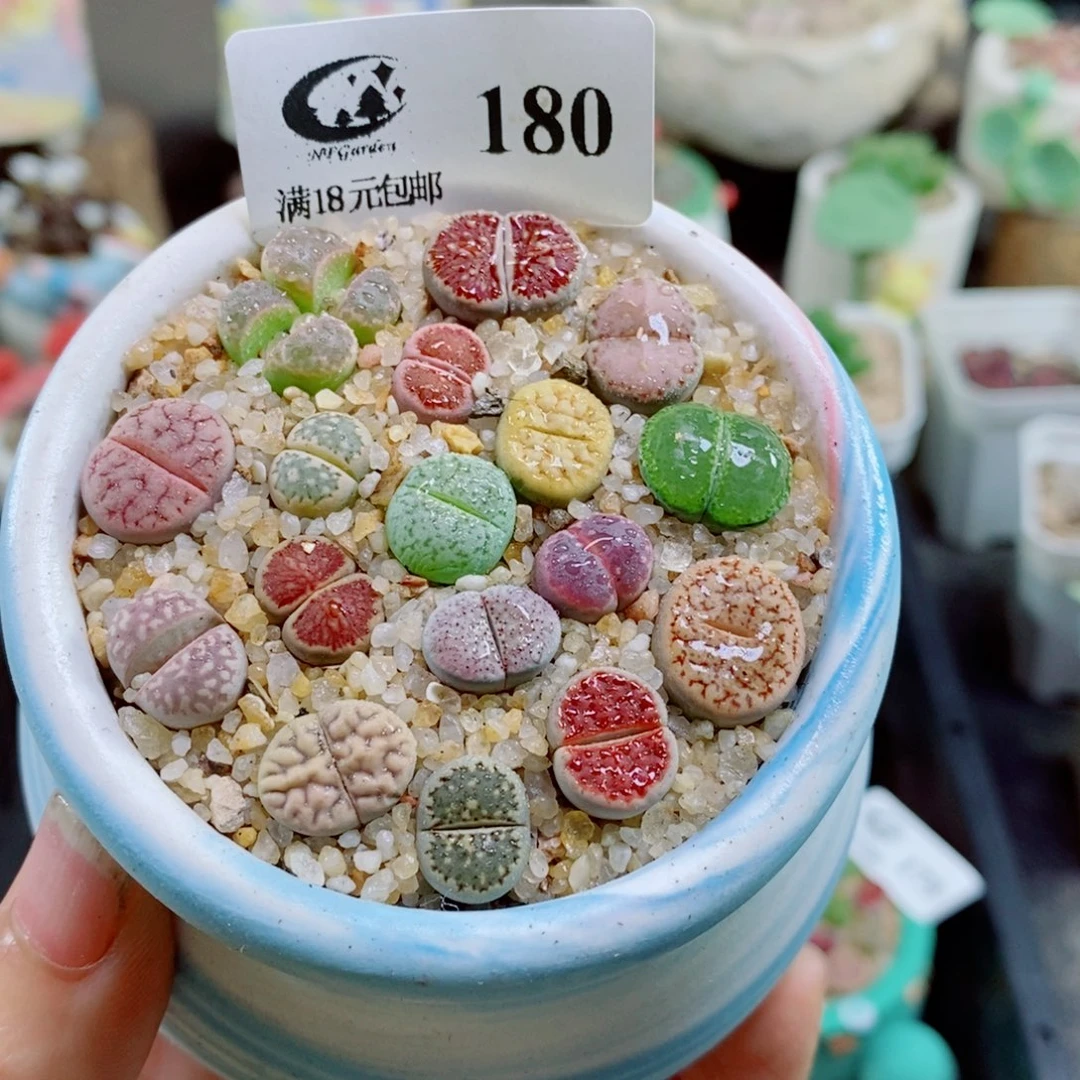 生石花花花花花花花180