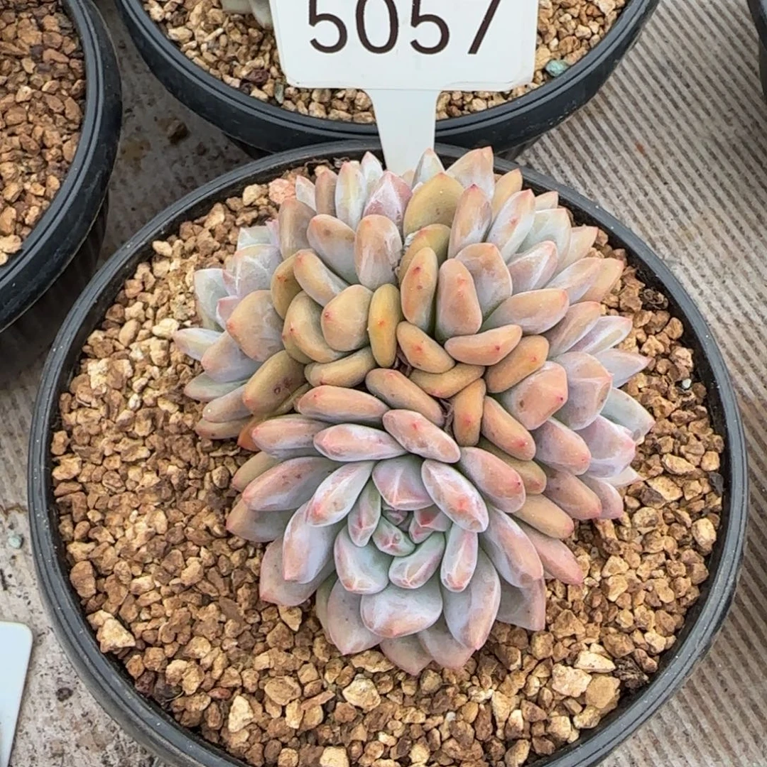 顺***）5057。    爱丽儿。