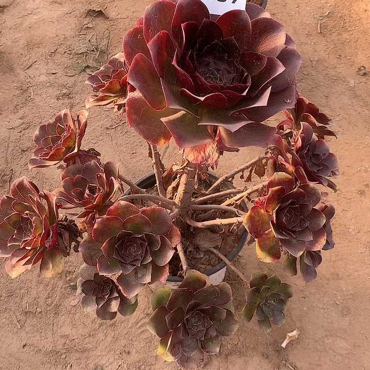 无花朵589魅金南