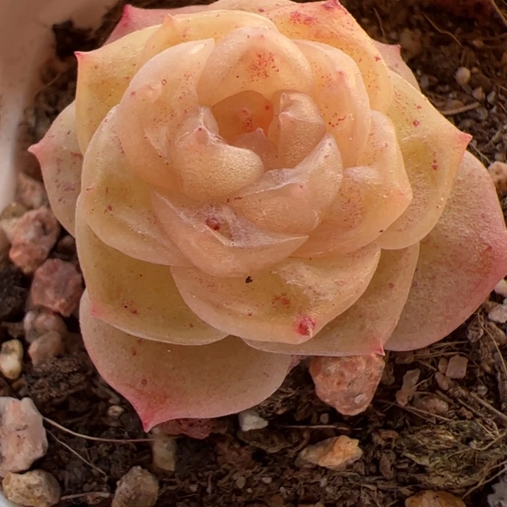 一物一拍，精品糖心，尺寸不大介意勿拍