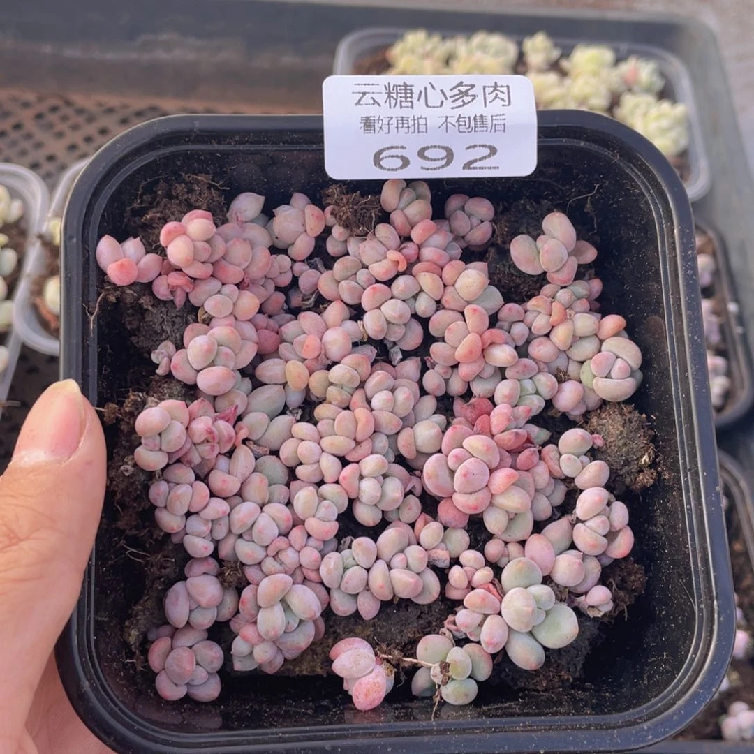 云糖心多肉植物692