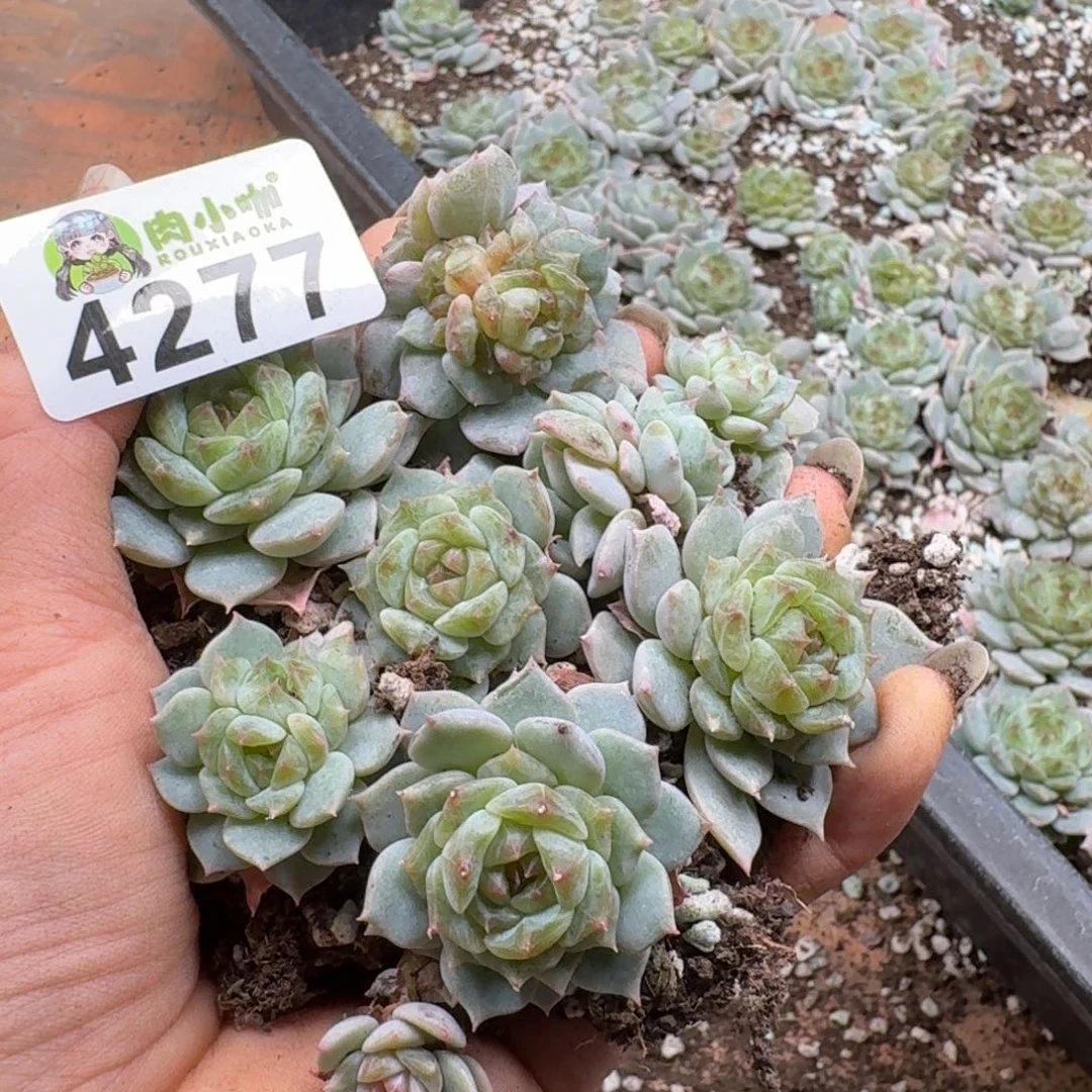 多肉植物多肉植物