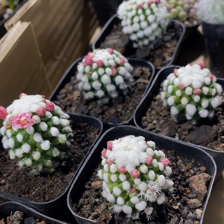 棉花糖仙人球带盆土发