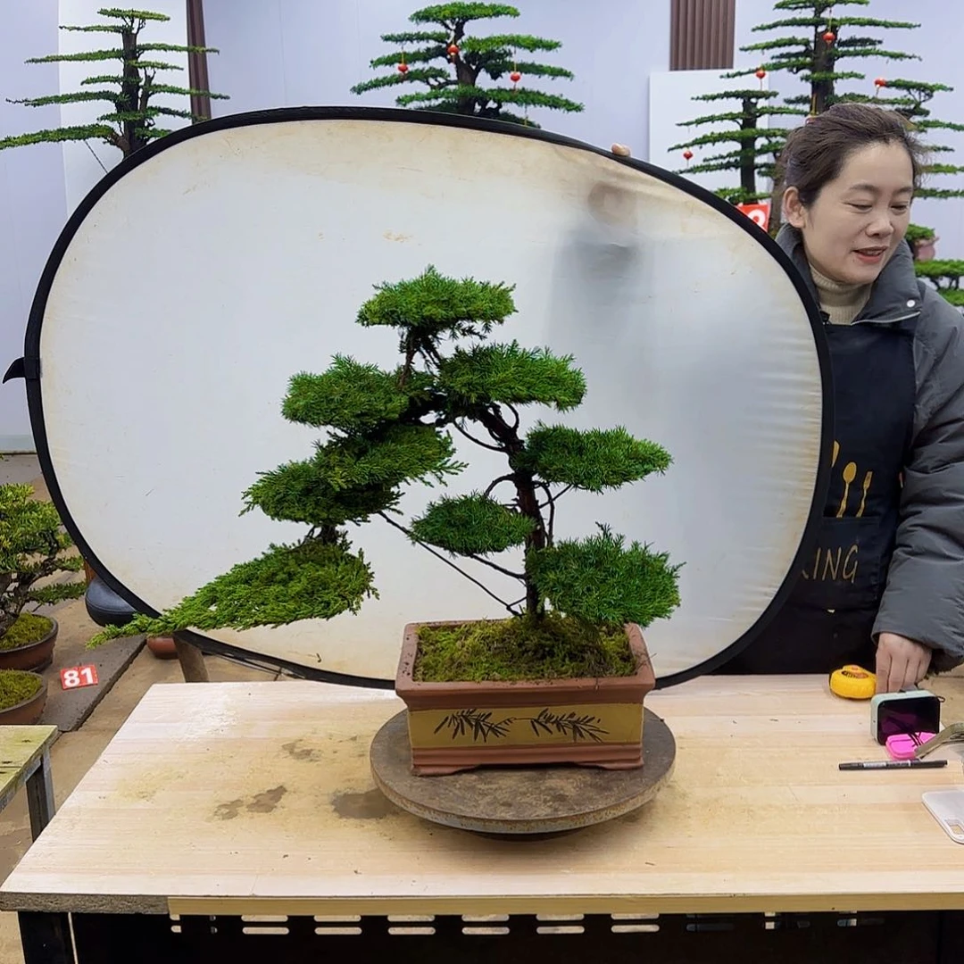 盆景直播间一物一拍网***人