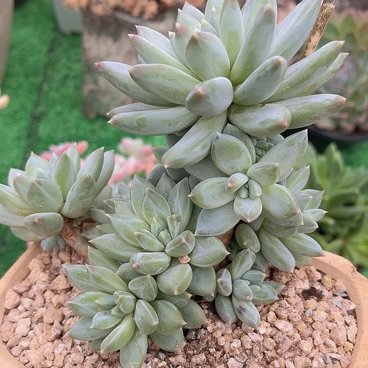 美人杂10111多肉植物