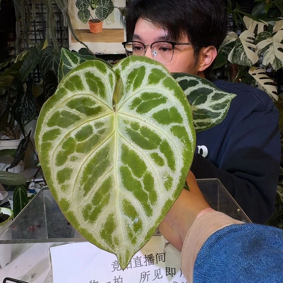 不开花植物C176铜锣烧