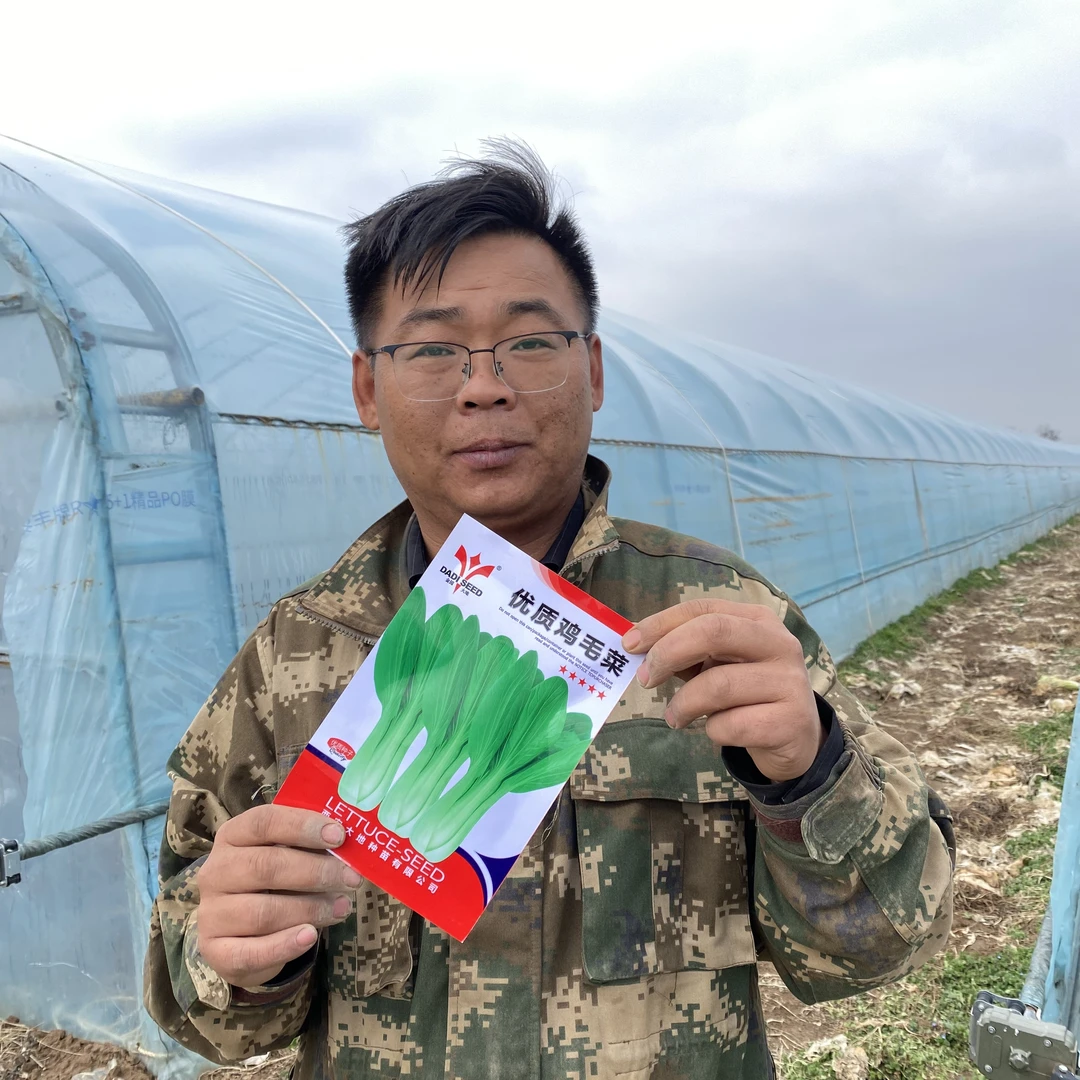 蔬菜种子阳台庭院叶菜鸡毛菜大叶香菜小白菜菠菜四季青油麦菜种子