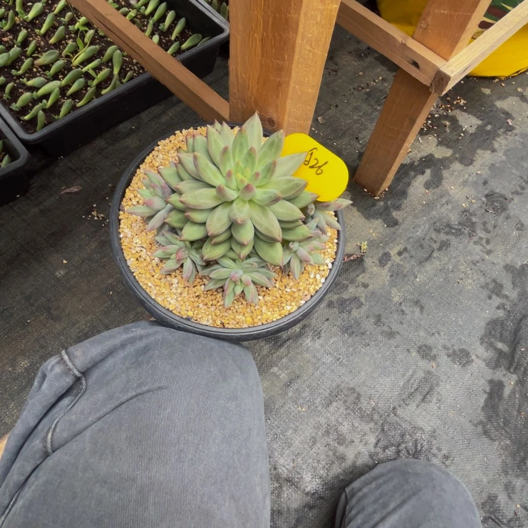 T***ya26绿鱼群生呀呀呀