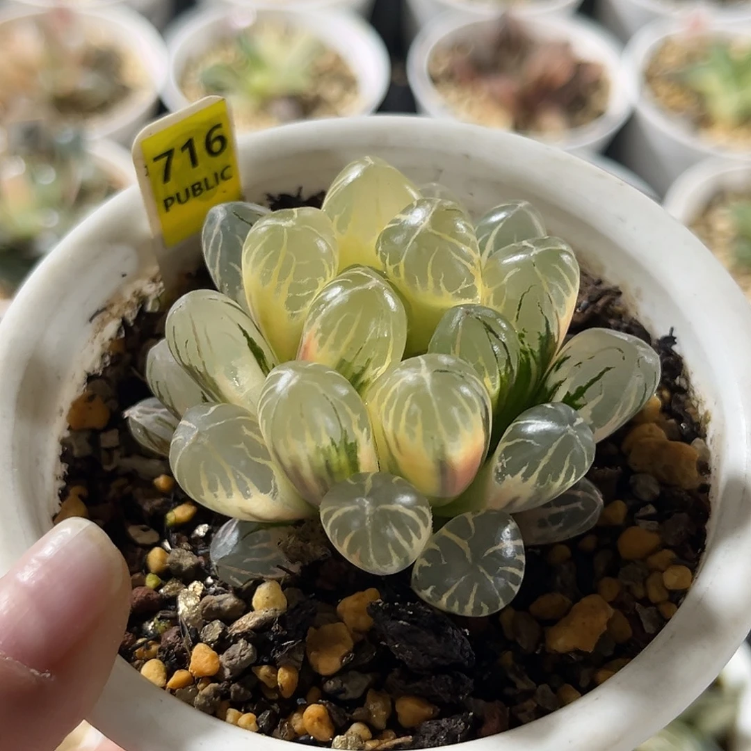 716糊斑红太阳玉露锦福利