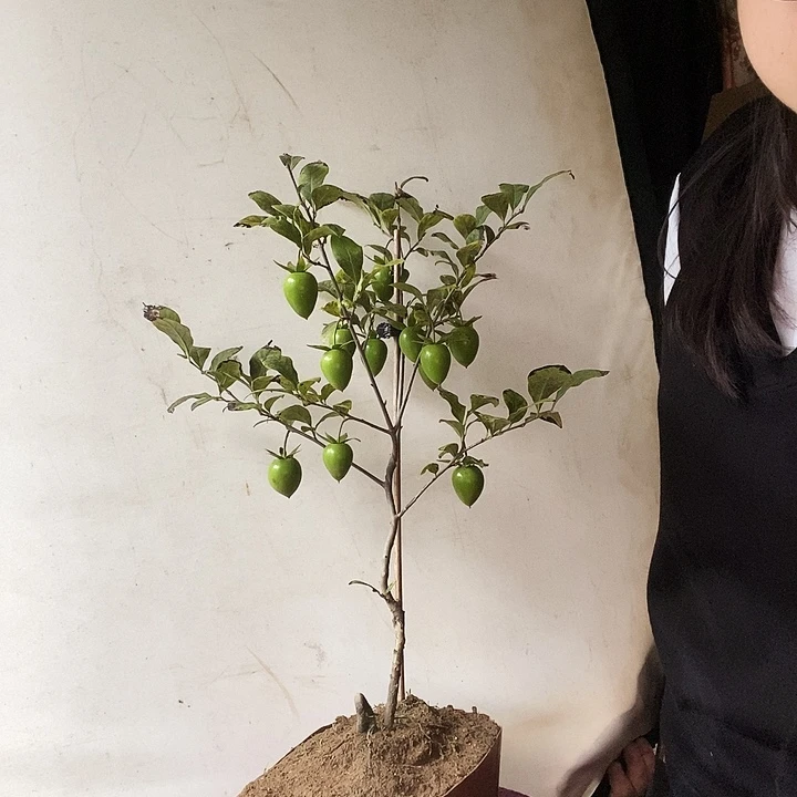 小***哥大量花朵（建议范围：8朵-15朵 或40%以上）