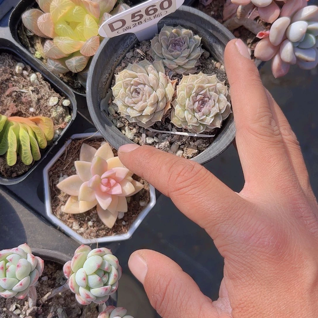 D560留财一物一拍