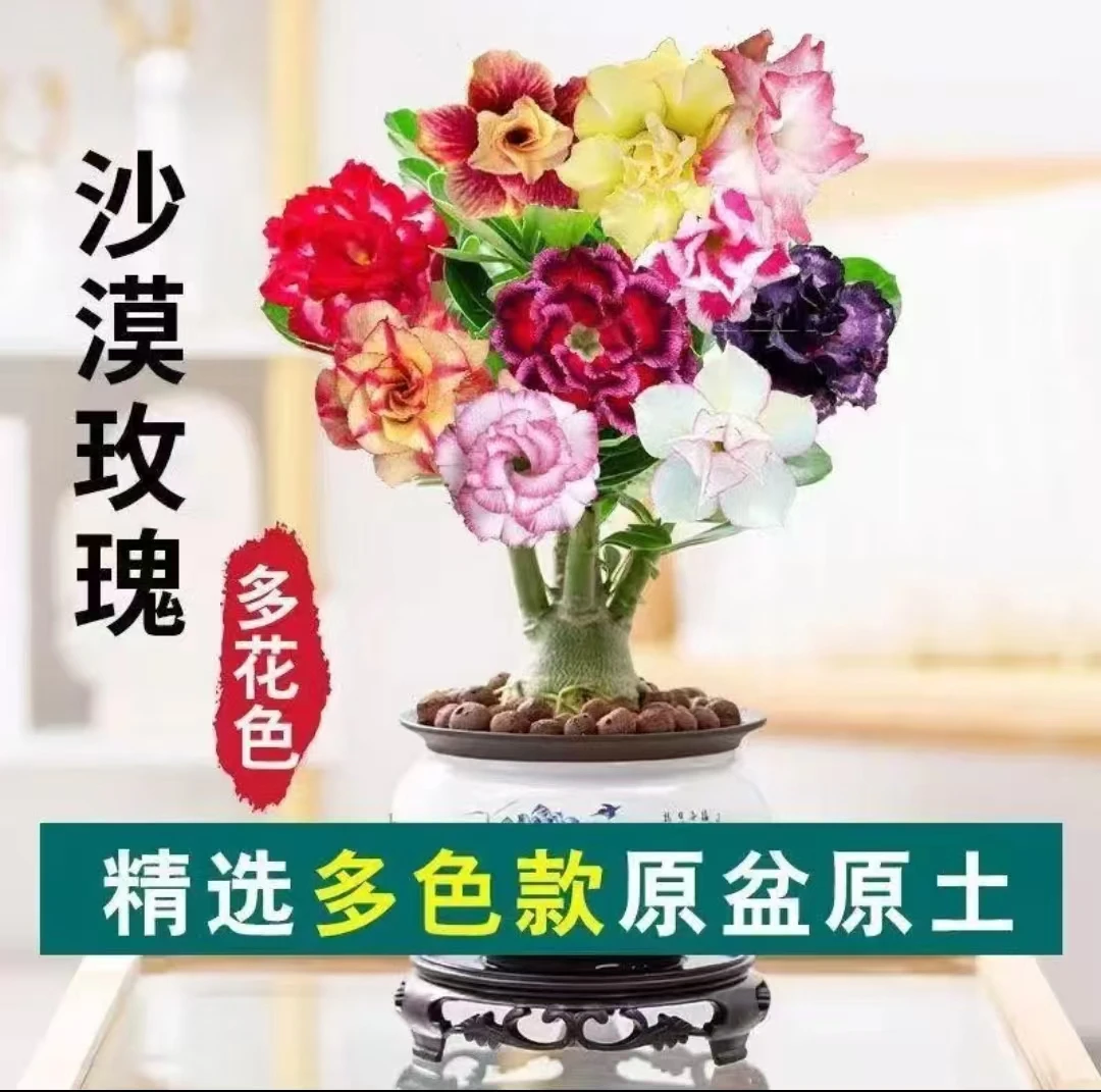 沙漠玫瑰盆栽沙漠玫瑰重瓣植物室内花卉盆栽耐旱四季好养开花盆景