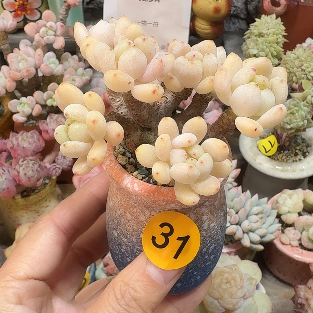 31 多肉含盆土 30元包邮非偏远