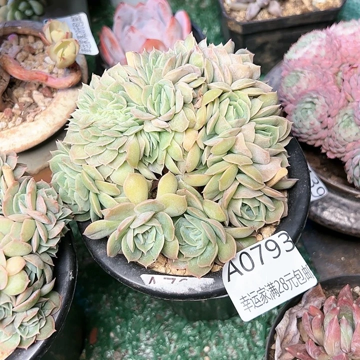 幸运的是我的朋友们