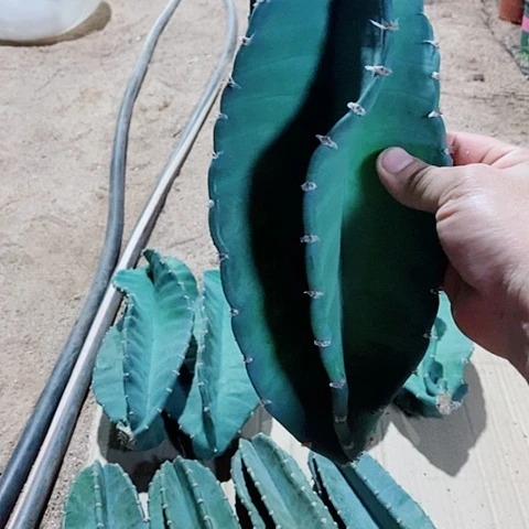 25公分以上无根秘鲁侧芽