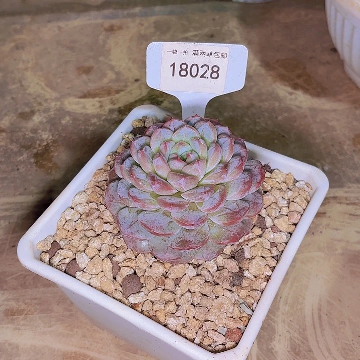 咕***?珍龙一物一拍18028