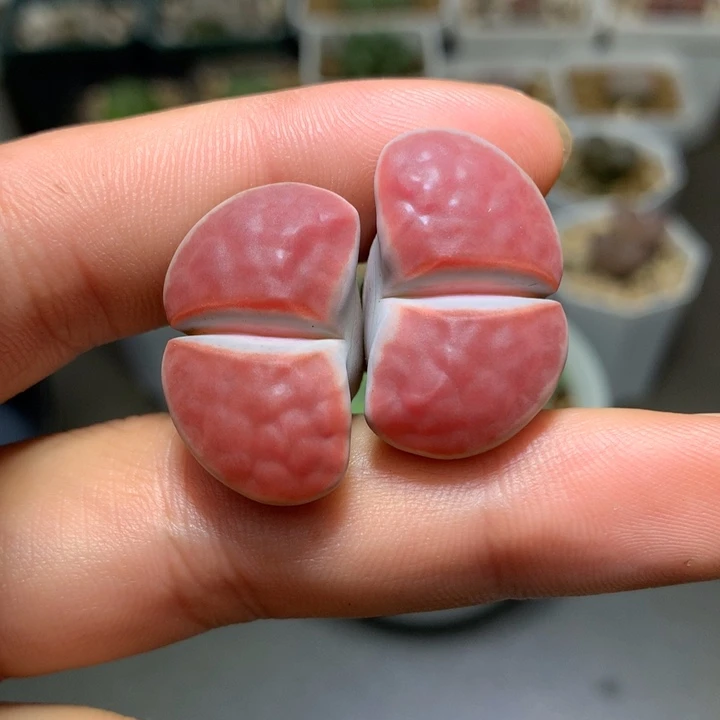精品多肉植物精品多肉