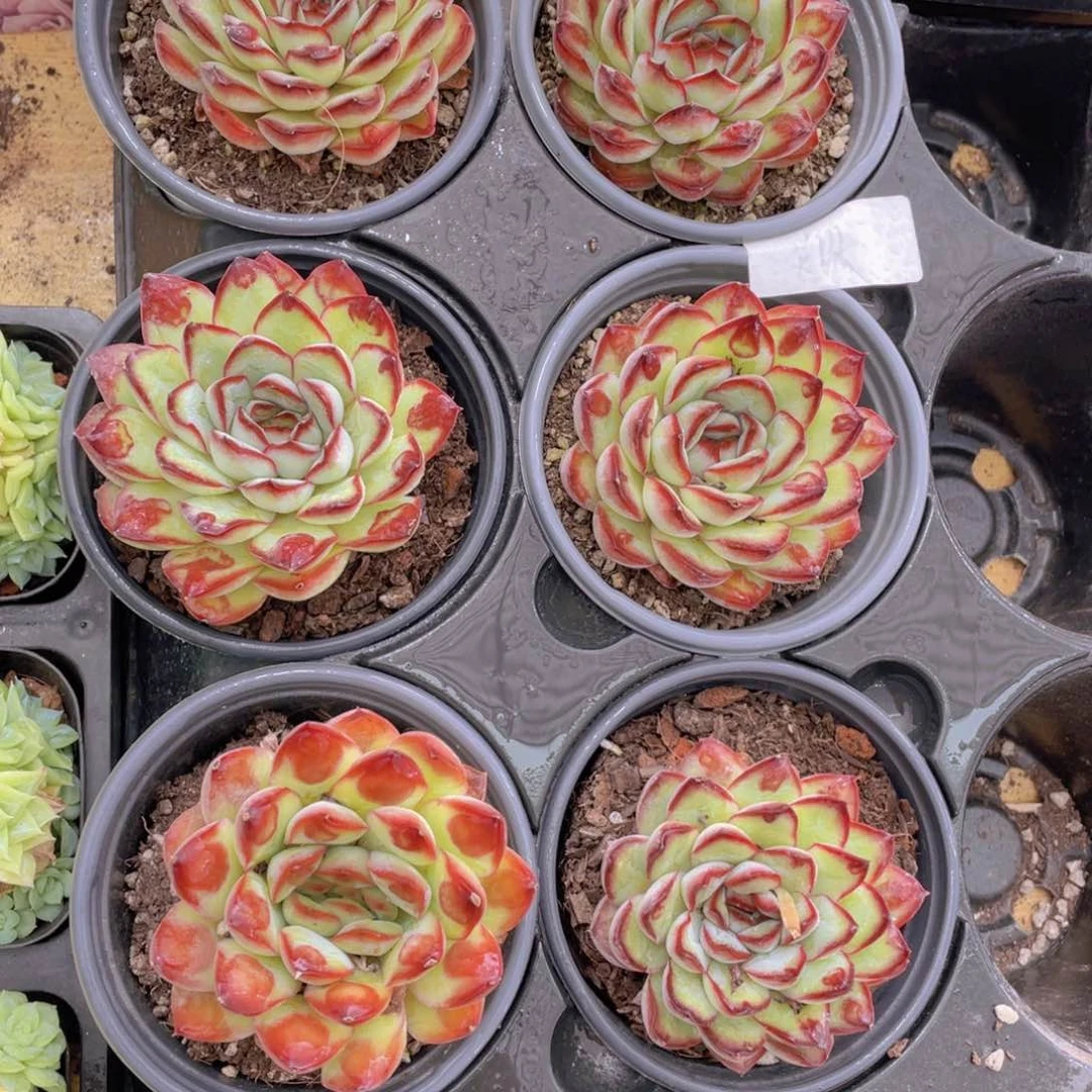 999号 新品灵珠单头一个