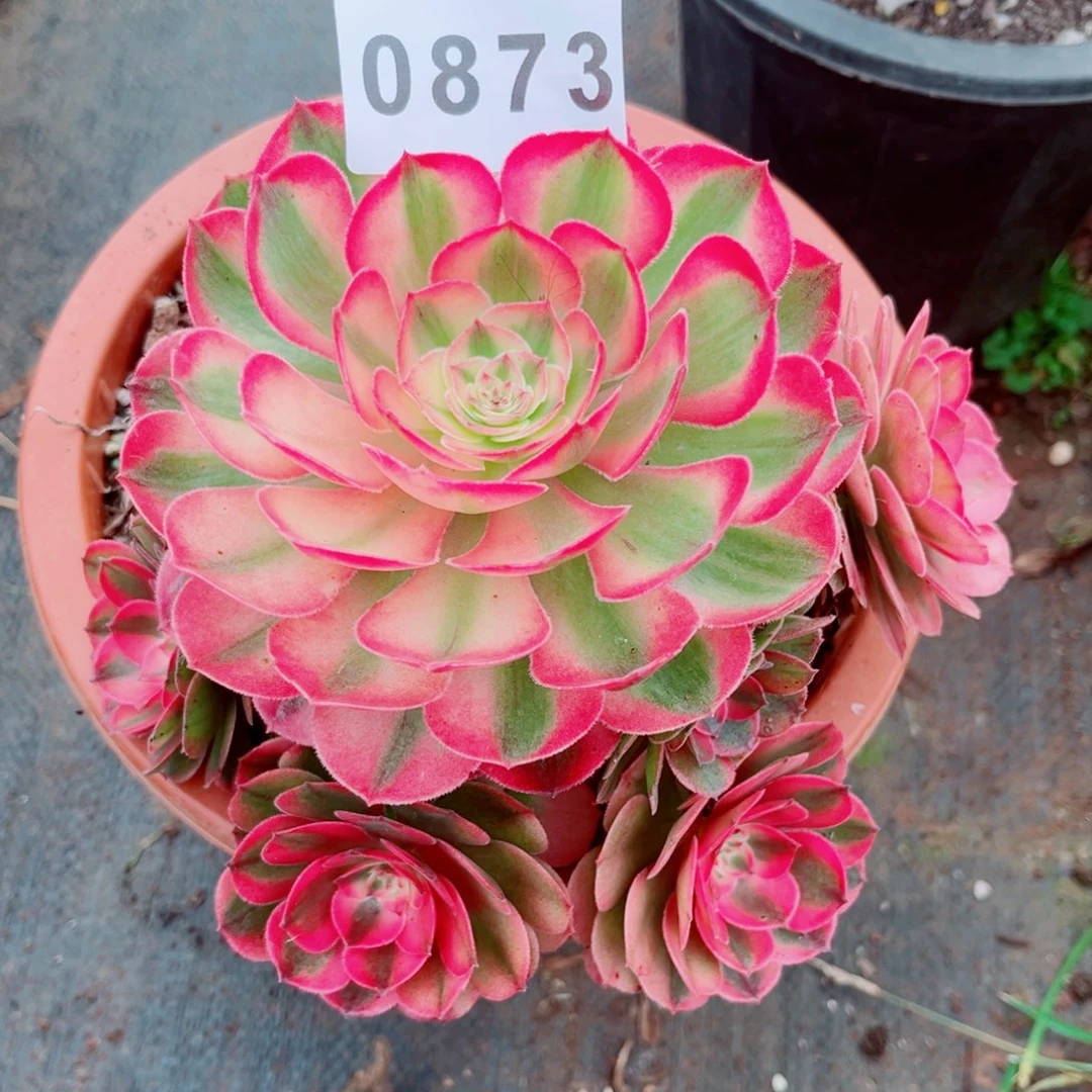 荔枝特价多肉发货