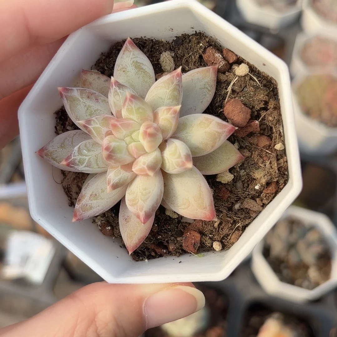 精品炫彩星多肉植物