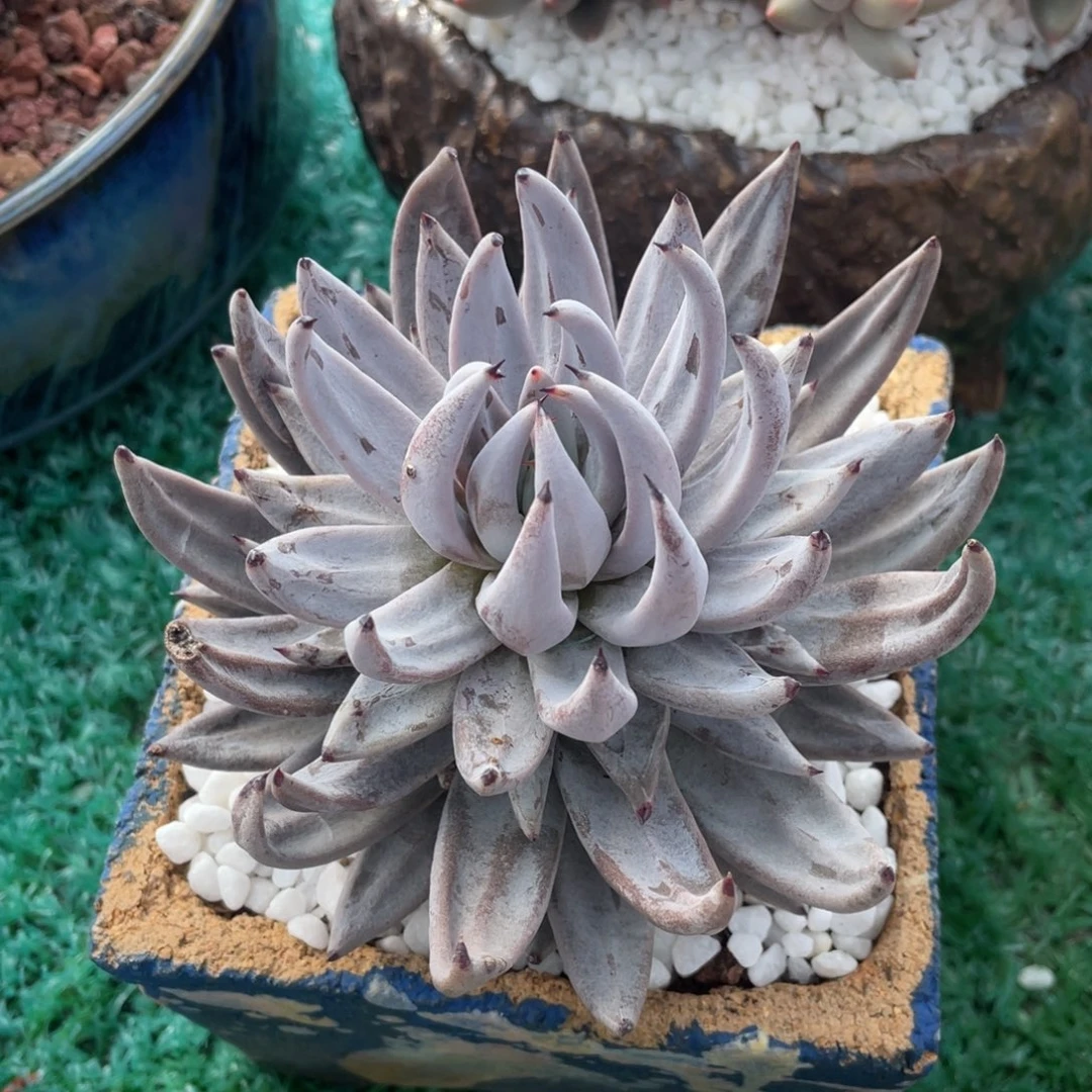 魔爪多肉植物盆栽多肉