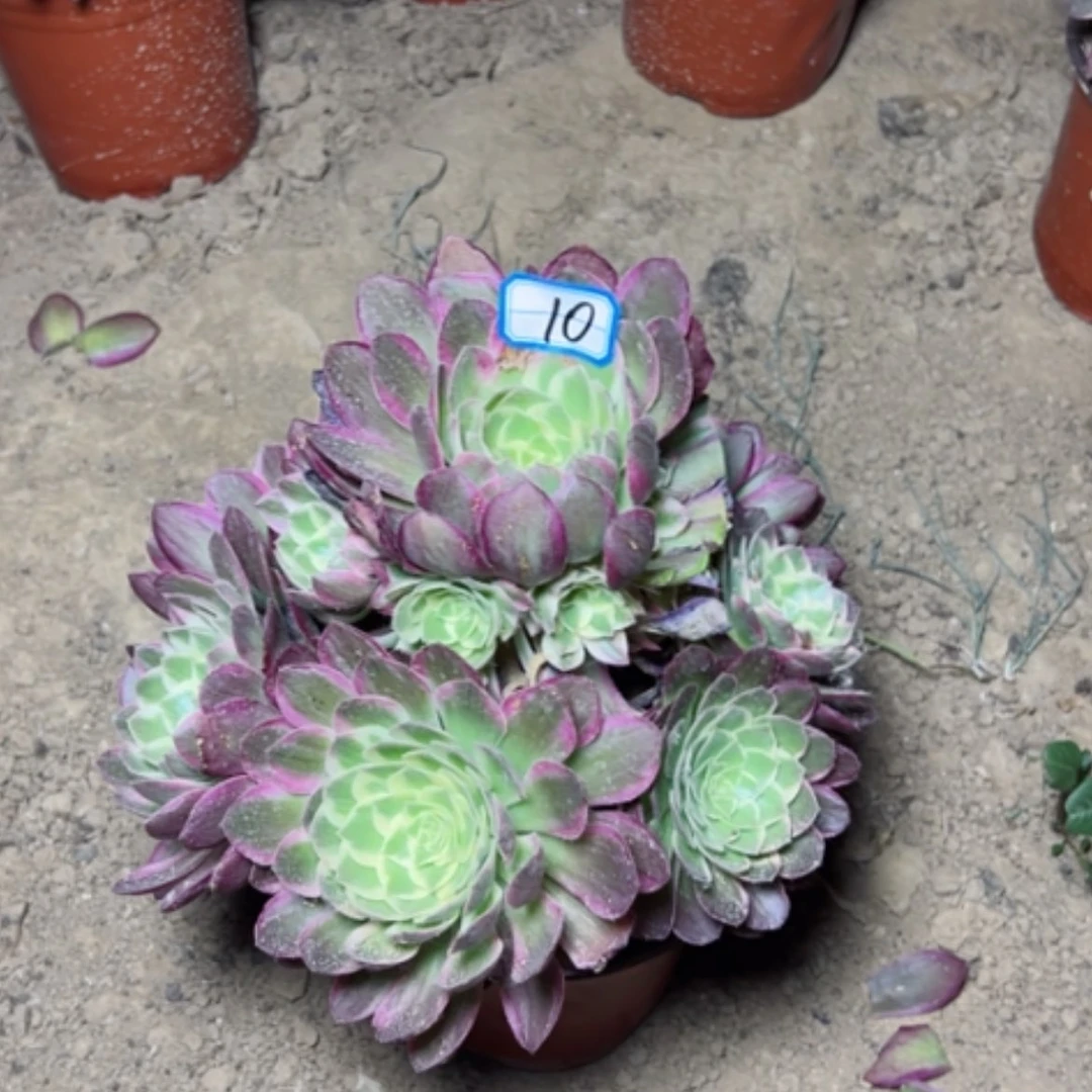 【闪购商品】多肉植物海王10