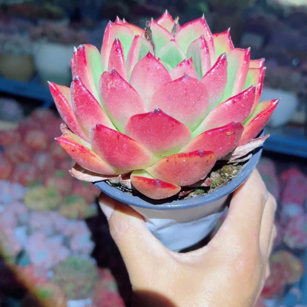 精品多肉植物老桩随机
