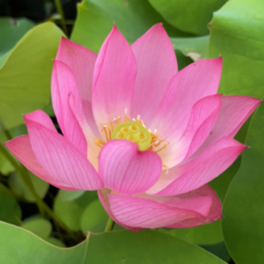 【秦淮彩灯】种藕小微型碗莲荷花包开花种藕